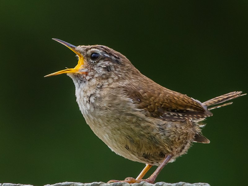 Wildlife Courses and Walks in March 2016